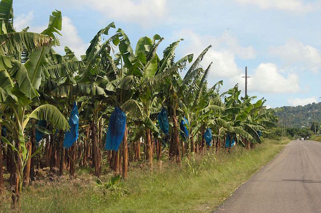 Martinique détient le record du monde des cas de cancer de la prostate